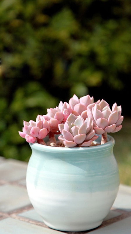 文艺简约多肉植物h5背景