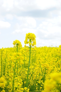 纯洁的油菜花背景图