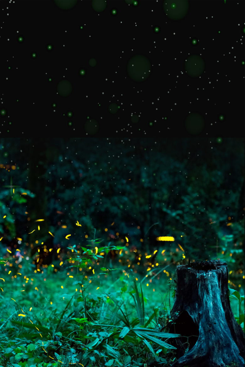 神秘丛林海报背景