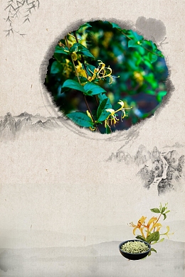 清新金银花药材花茶