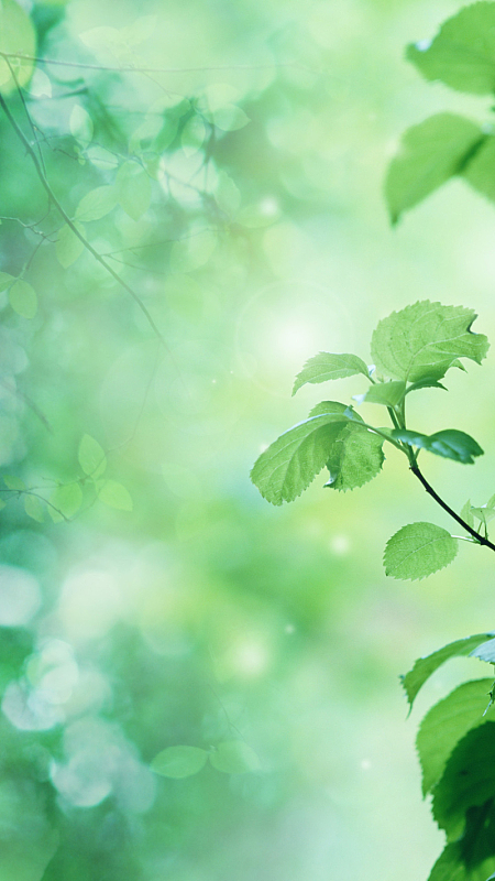 绿色植物梦幻大气h5背景素材