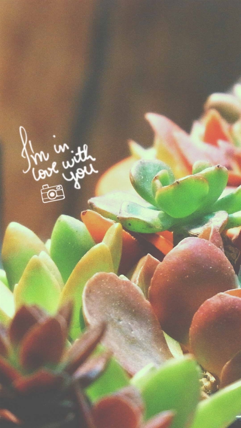 清新多肉植物h5背景