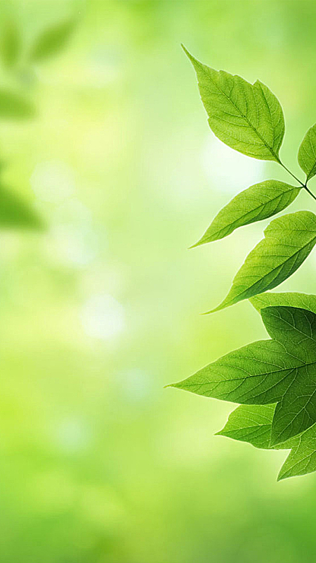 最新绿色低图文艺清新背景素材图片-绿色低图背景图片下载-觅元素