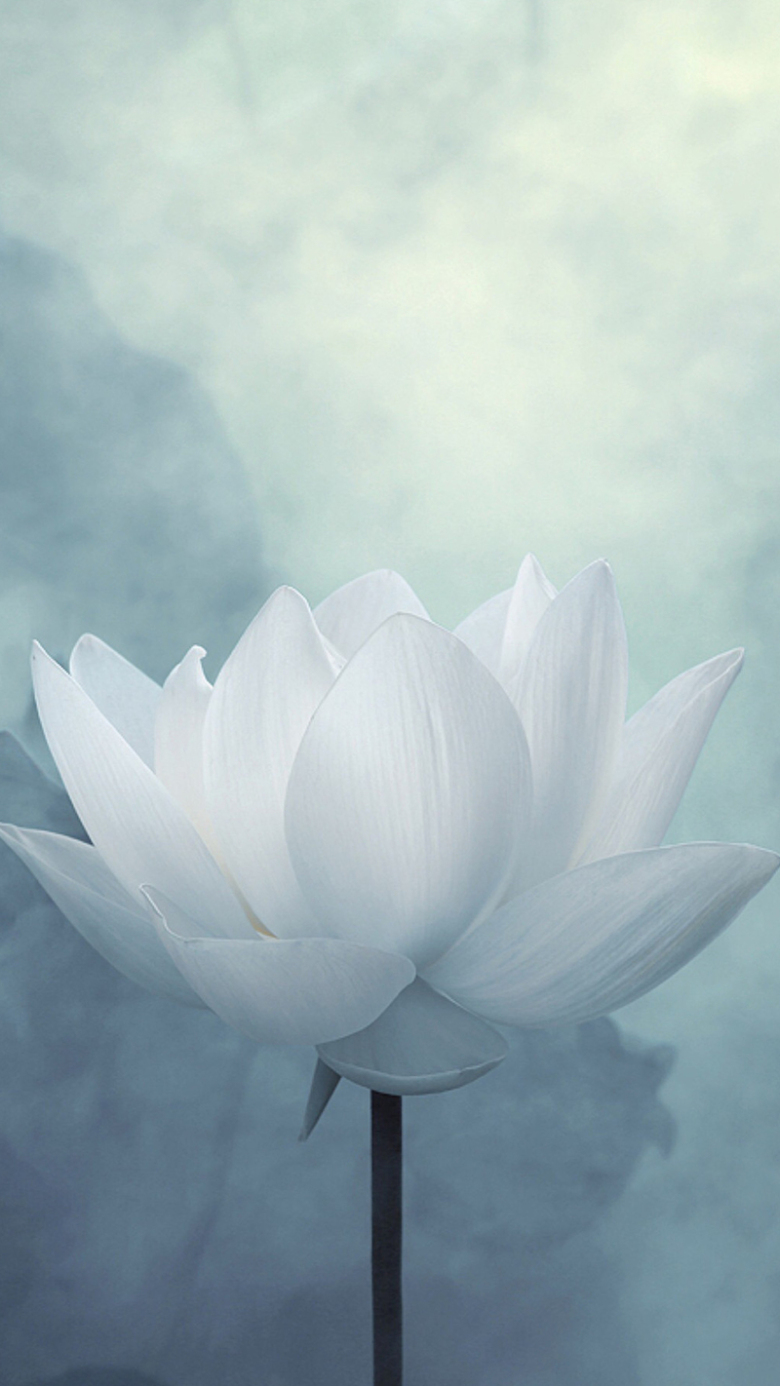 水彩朦胧荷花手机端h5背景