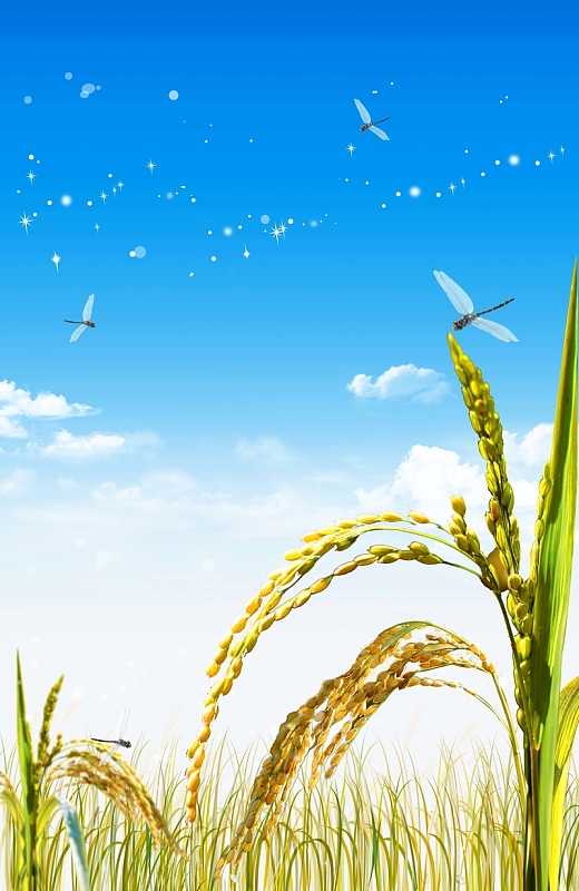 唯美稻田绿色食品海报背景模板