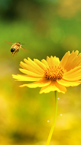 简约唯美菊花重阳节节日十月你好