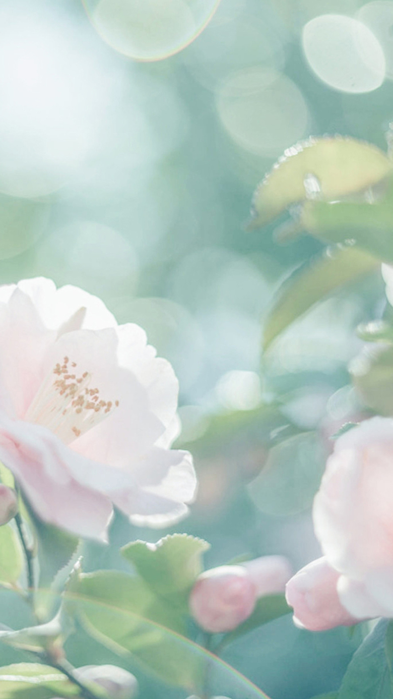 简约春天花朵手机端h5背景
