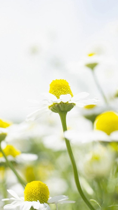 小雏菊背景背景素材_小雏菊背景背景图片下载_觅元素
