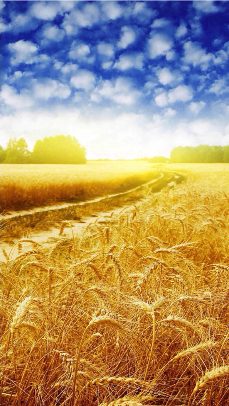 麦田h5素材背景