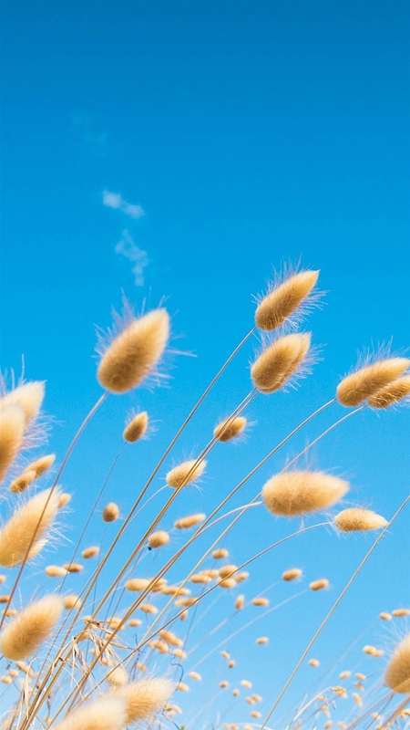 蓝天芦苇h5 背景