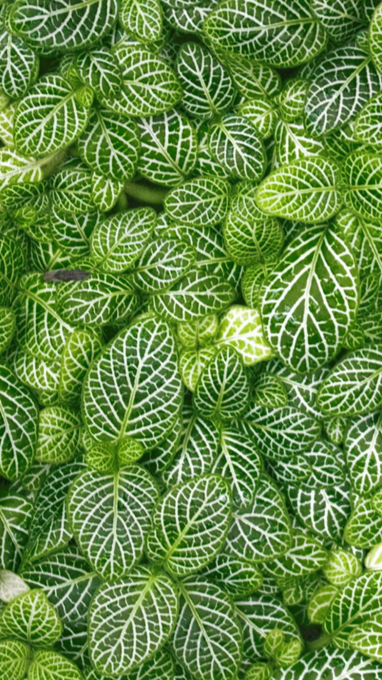 唯美薄荷h5背景