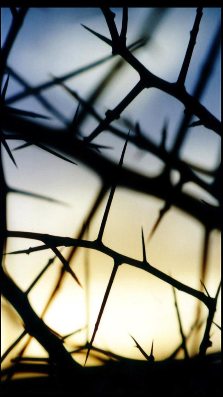 唯美文艺荆棘h5背景