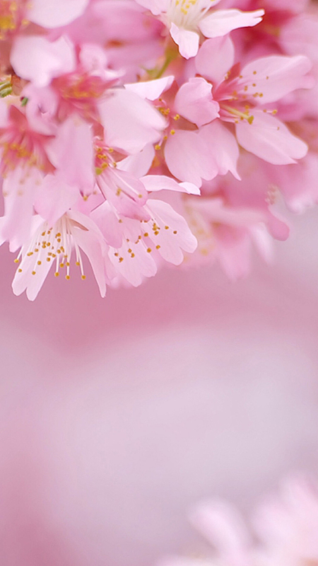 樱花花朵背景