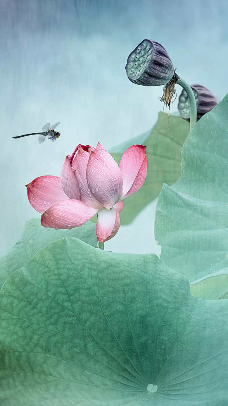 绿色水彩荷花手机端h5背景