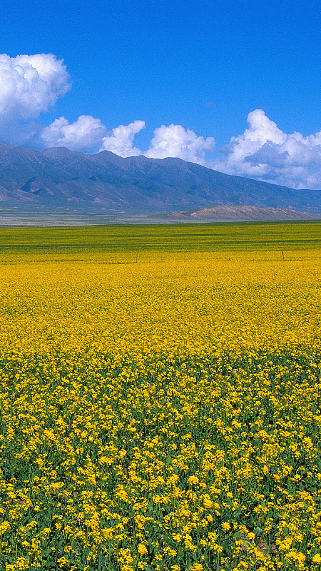 蓝天白云油菜花风景手机端h5背景