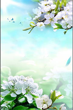 春季玉兰花背景素材