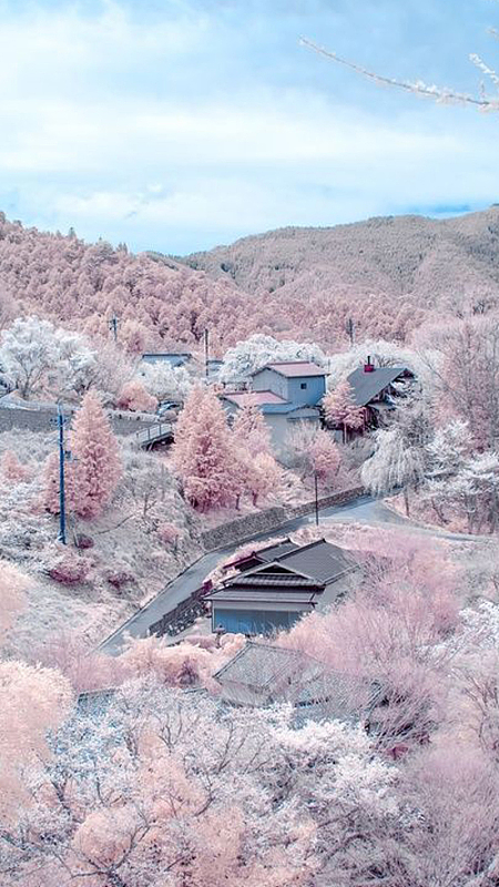 春天樱花APP手机端H5背景