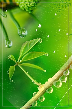 小清新二十四节气谷雨PSD素材