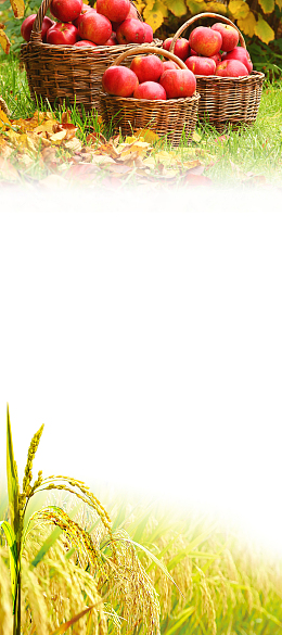 立秋节气养生展架背景素材