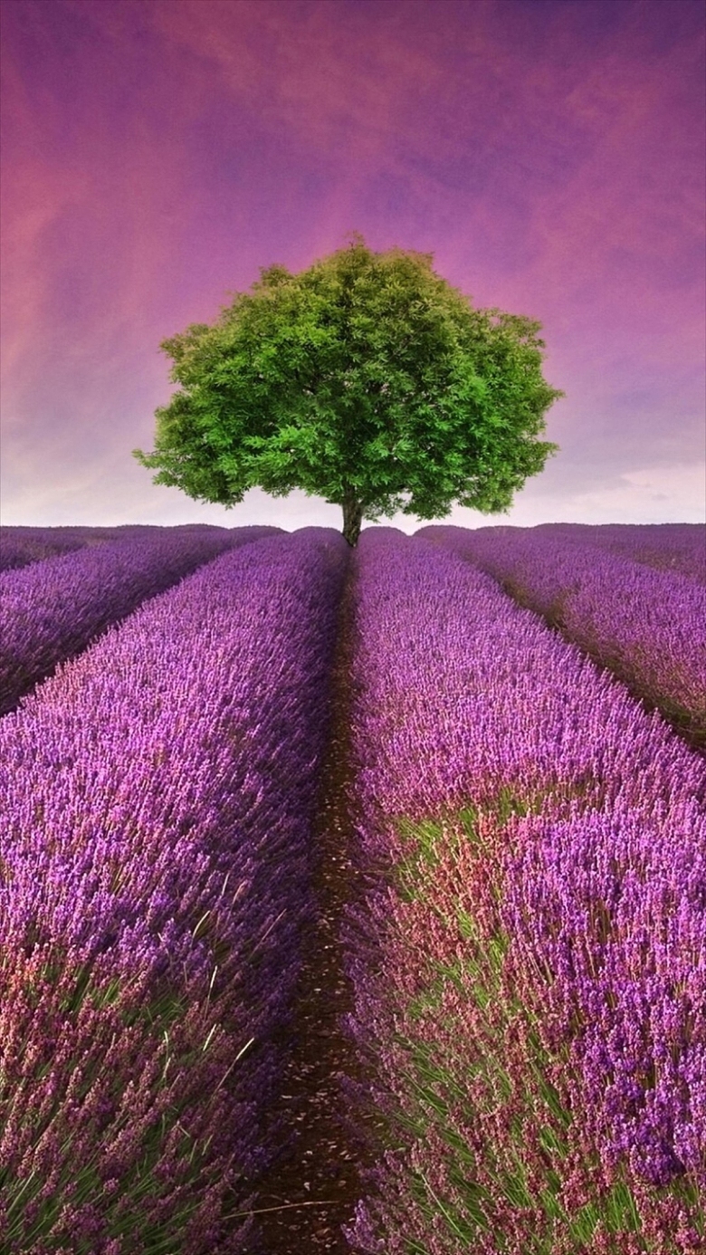 梦幻花海h5背景