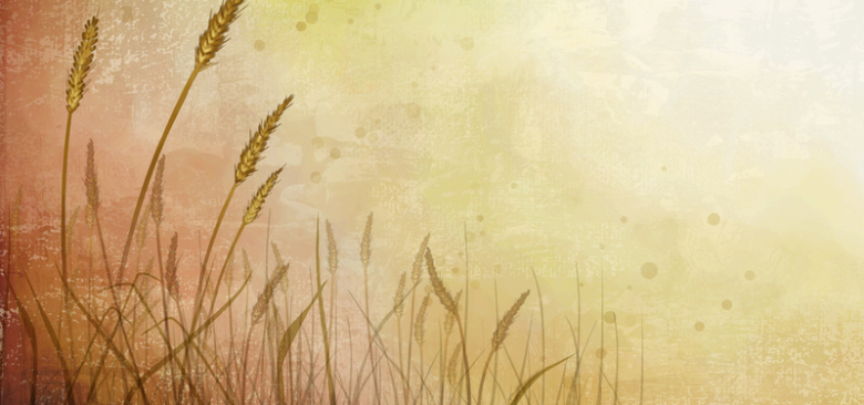 手绘 深秋 稻穗 banner免抠素材免费下载_觅元素51yuansu.com