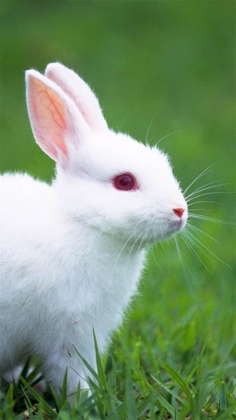 可爱兔子清新H5背景