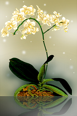 花开富贵 蝴蝶兰海报背景素材