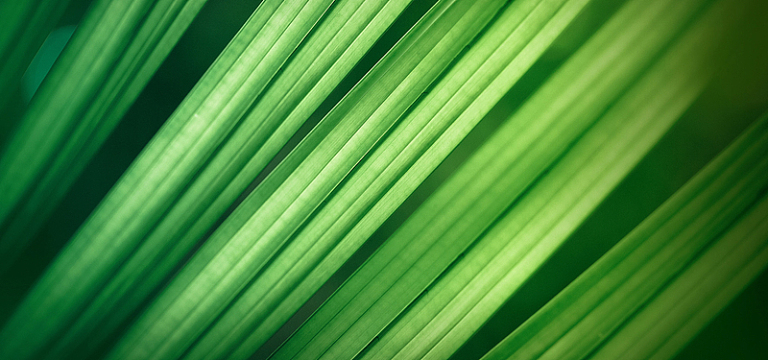 夏季绿叶特写背景图