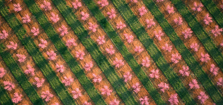 樱花草坪纹理方格