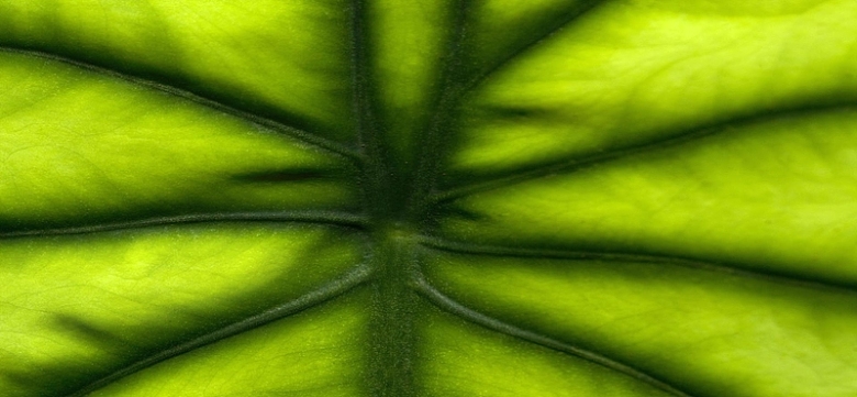 绿叶叶脉纹理背景