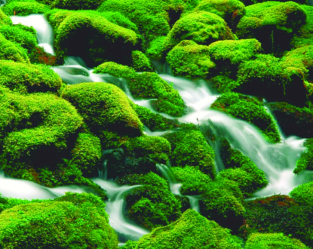 绿色草地河流背景