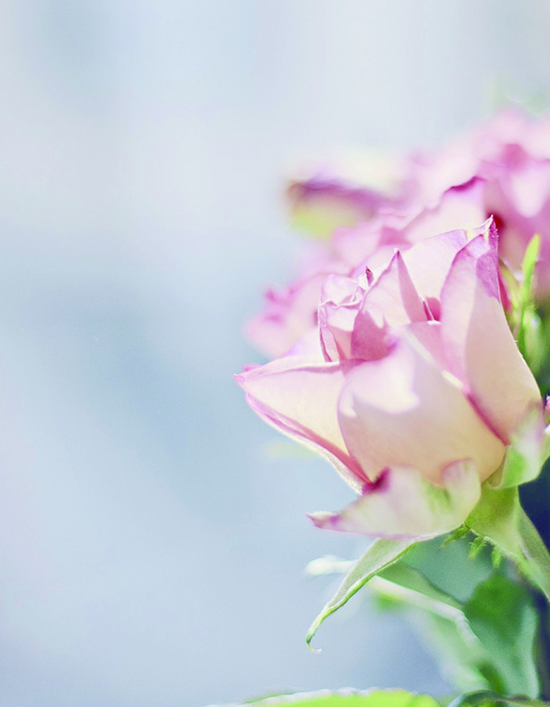 粉色花朵小清新简洁大气神秘高清大图渐变背