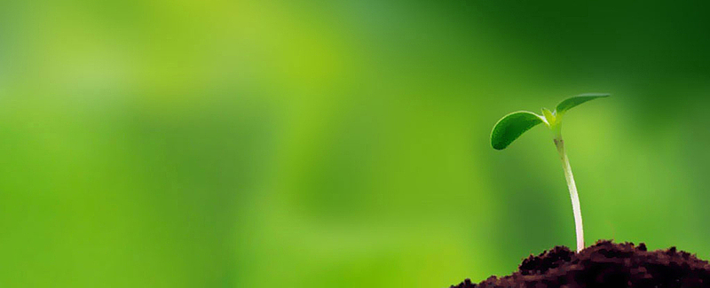 绿色发芽的小苗