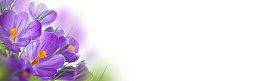 教师节鲜花banner创意设计