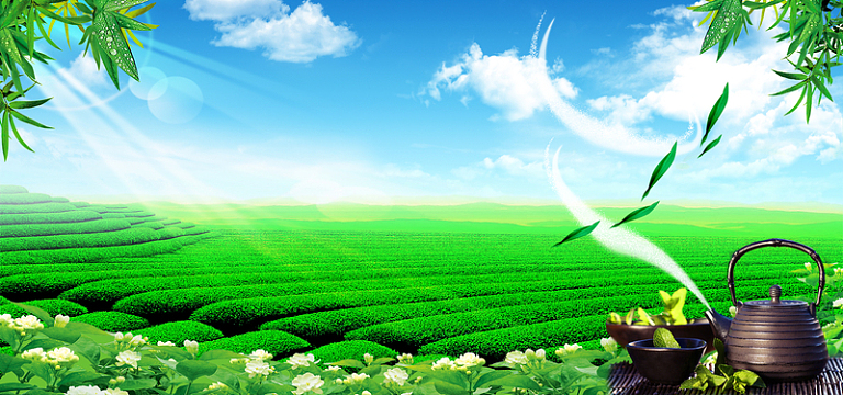 新茶茶叶banner