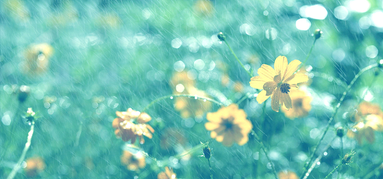清新色调雨中花草