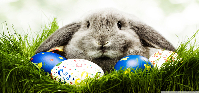 复活节兔子与彩蛋背景