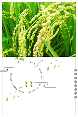 简约二十四节气芒种海报背景