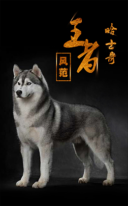 现代哈士奇王者风范公益背景素材