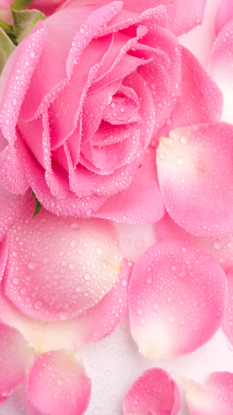 红色玫瑰矢量h5背景素材