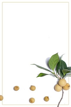 简约水果美味桂圆