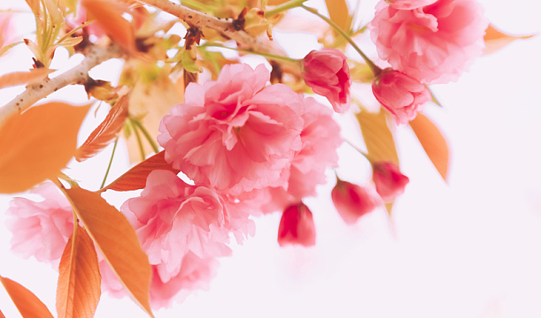 唯美清新简约春天樱花背景图之六