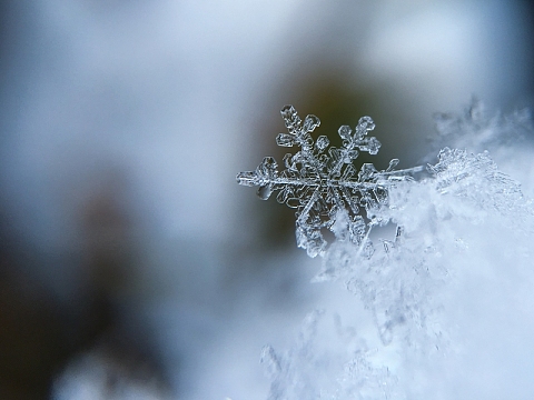 冬天 白色 下雪 雪花