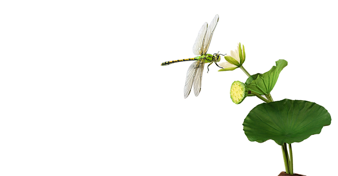 荷叶，荷花png免扣素材