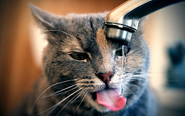 可爱猫咪高清壁纸