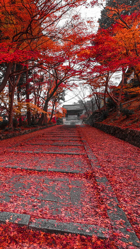 秋天风景气氛