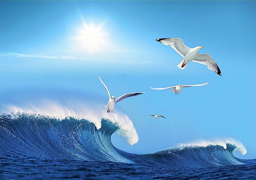 海鸥大海帆船杨帆启航