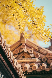 秋天黄叶背景