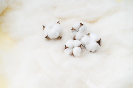 白棉花摆拍图系列二