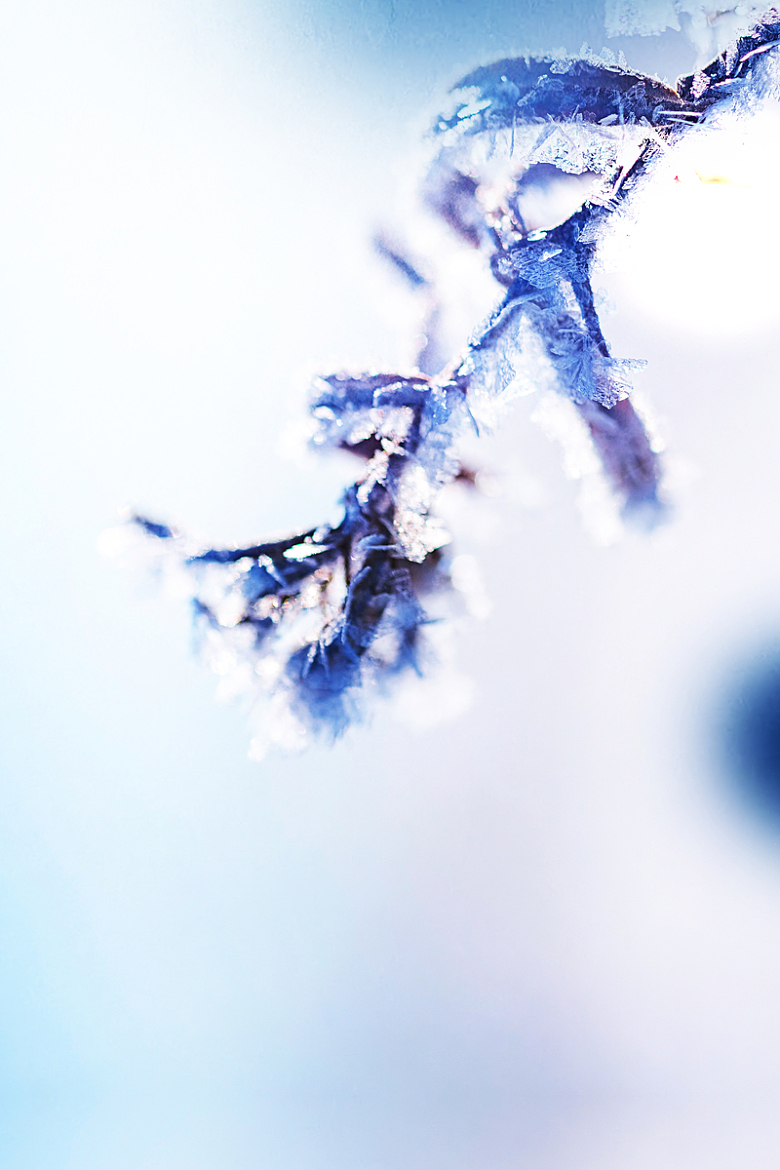霜花树枝节气背景图